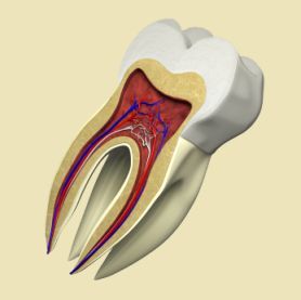 Zdrowa miazga zęba nie wymaga leczenia kanałowego.